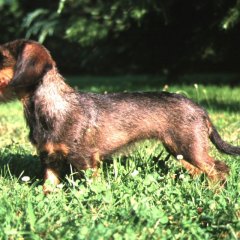 LUCILLA1