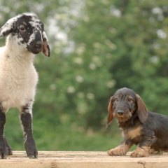 copy_0_DSC_9109