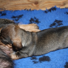 cuccioli-rosi-053-7