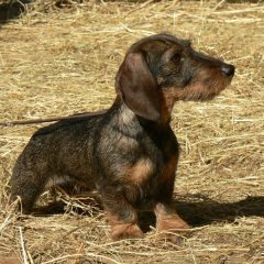 rosita-1